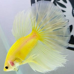 CÁ BETTA HAFMOON TRẮNG VÀNG