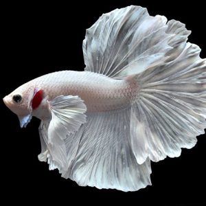 CÁ BETTA HAFMOON TRẮNG XANH