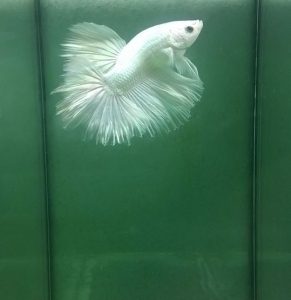 CÁ BETTA RỒNG TRẮNG HAFMOON