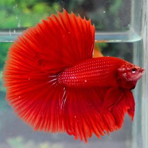 Cá Betta Super Red PK