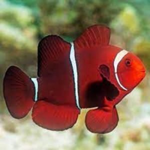 Cá Cảnh Biển Maroon Đỏ Maroon Clownfish