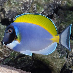 Cá Cảnh Biển Nẻ Nhật Powder Blue Tang