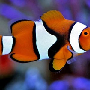 Cá Cảnh Biển Picasso Clownfish