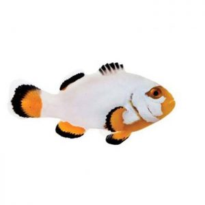 Cá Cảnh Biển Platinum Percula Clownfish