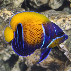 Cá Cảnh Biển Queen Angelfish