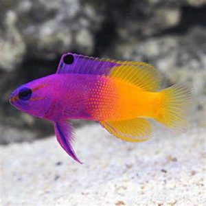 Cá Cảnh Biển Royal Gramma Basslet