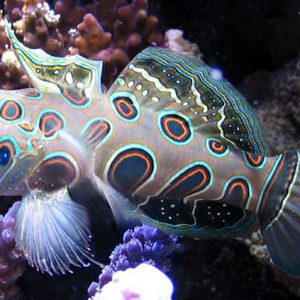 Cá Cảnh Biển Spotted Mandarin