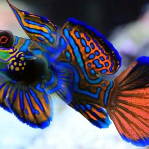 Cá Cảnh Biển Trạng Nguyên Đỏ Red Scooter Dragonet