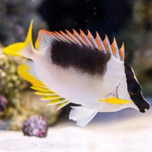 Cá Cảnh Biển Tu Hú Trắng Magnificent Foxface