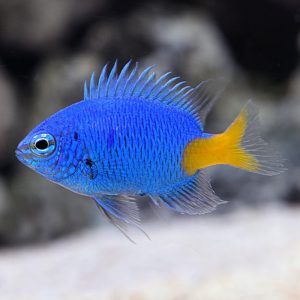 Cá Cảnh Biển Yellowtail Damselfish