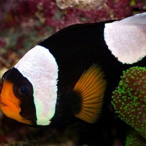 Cá Hề Ông Táo Saddleback Clownfish, Captive-Bred