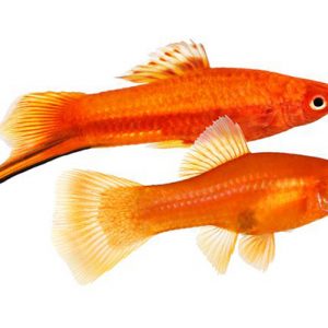 Cá Hồng Kim Một Kiếm