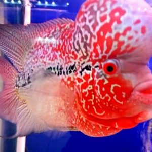 CA LA HAN MAGMA SIZE 4N-Trại cá La Hán Diamond Lam - Flower Horn