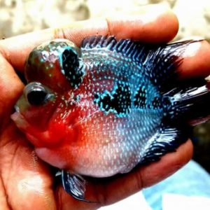 Cá La Hán Thái Đỏ 2n Short Body-Trại cá La Hán Diamond Lam - Flower Horn