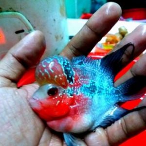 Cá La Hán Thái Đỏ Châu Short Body -Trại cá La Hán Diamond Lam - Flower Horn