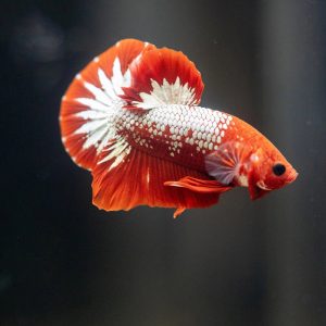 Copper Red Betta