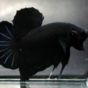 Cá Betta Super Black