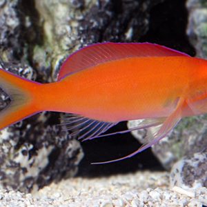 Cá Cảnh Biển Thia Hồng Anthias