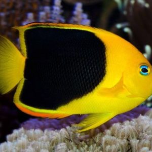 Cá Cảnh Biển Thia Xanh Bụng Vàng Azure Damselfish