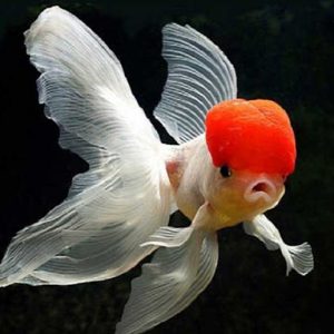 Cá Hạt Đỉnh Hồng Hàng Tuyển