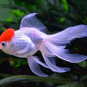 Cá Hạc Đỉnh Hồng Nhỏ Size 1N