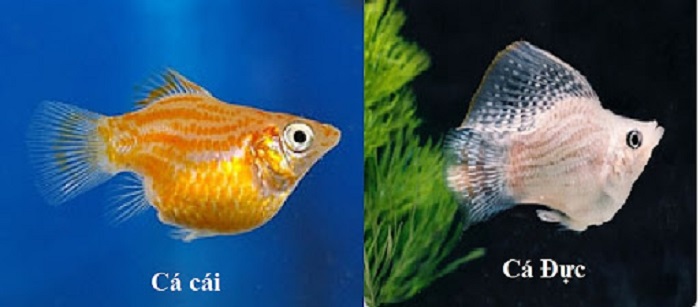 Cách Chuẩn Bị Cho Cá Sắp Đẻ