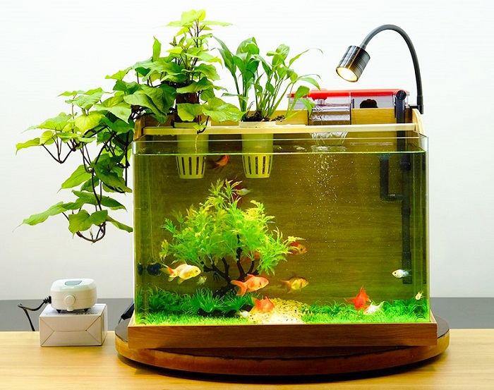 Cách xác định mật độ nuôi cá cảnh