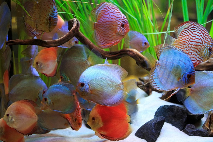 Đặt Tên Cá Cảnh Dựa Theo Màu Sắc