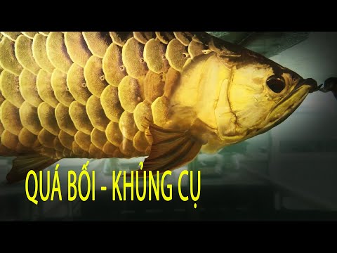 Cá Cảnh Đắt Nhất Thế Giới “Báu Vật Sống” Có Giá Hàng Tỷ Đồng