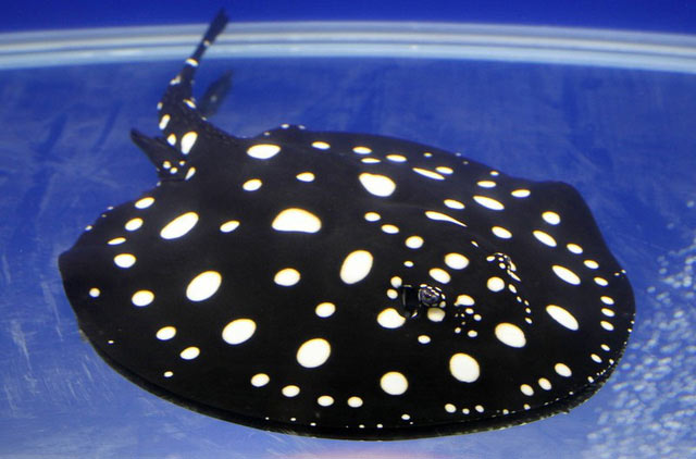 Cá Đuối Long Vũ (Polka Dot Stingray) – Từ 100.000 USD