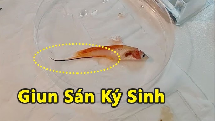 Các loại ký sinh trùng thường gặp ở cá cảnh