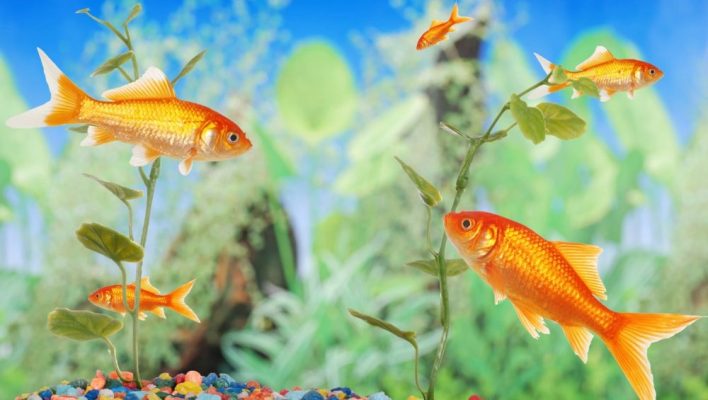 Các Loại Cá Cảnh Chịu Lạnh Tốt