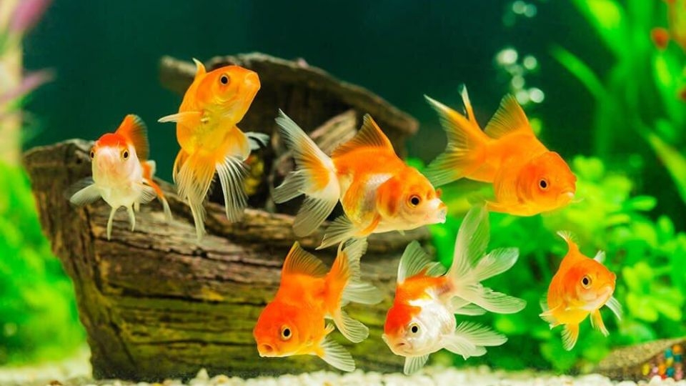 Người Mệnh Hỏa Nuôi Cá Cảnh Được Không? Tìm Hiểu Phong Thủy Và Lợi Ích