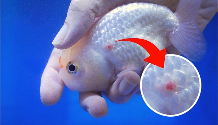 Nguyên nhân khiến cá cảnh bị xuất huyết
