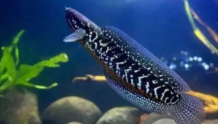 Cách chăm sóc, vệ sinh hồ nuôi cá
