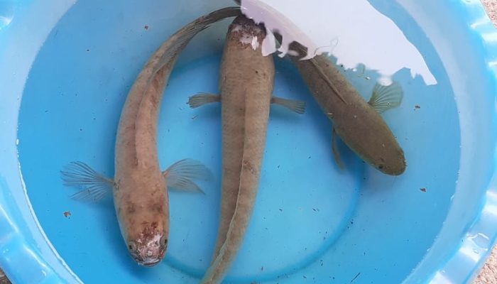 Câu hỏi thường gặp về cá lóc bông cảnh