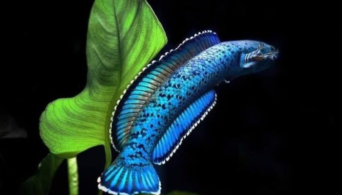 Chăm nước định kỳ