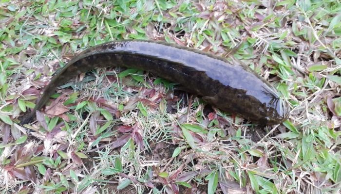 Đặc điểm nổi bật của dòng cá lóc bông