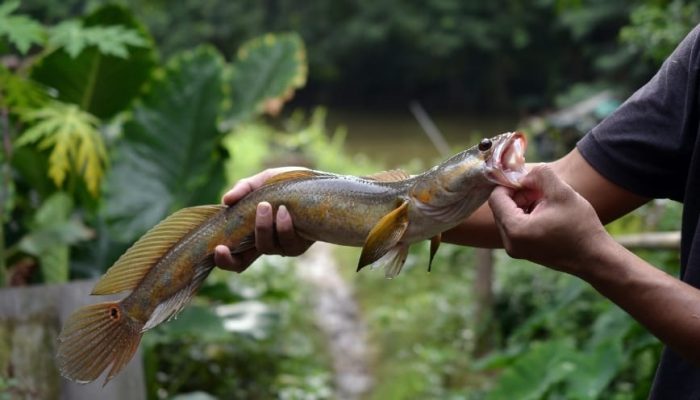 Đặc điểm nổi bật của dòng này cá lóc bông Thái
