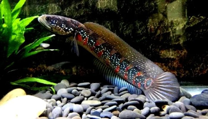 Đôi nét về cá lóc trân châu ngũ sắc