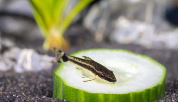 Hệ sinh thái phù hợp