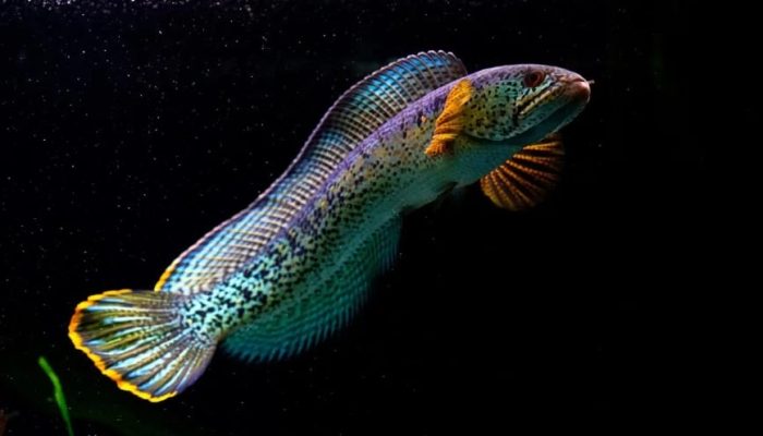 Những điều cần nhớ khi nuôi cá lóc hoàng đế