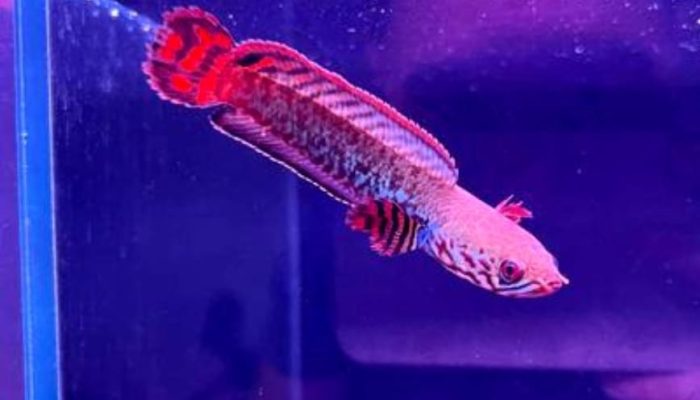 Hướng dẫn chăm sóc đúng cách cho người nuôi cá cảnh