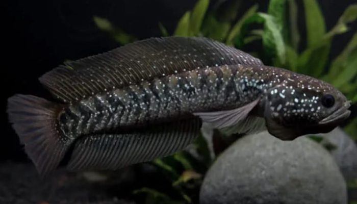 Một vài câu hỏi thường gặp cần biết