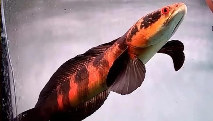 Một vài câu hỏi về cá lóc vảy rồng đỏ cần biết