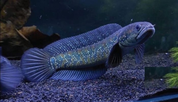 Nguồn gốc, tên tiếng anh cá lóc trân châu đen