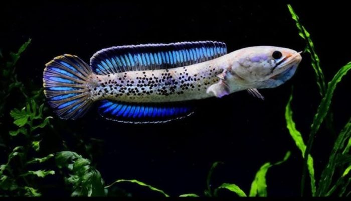Nguồn nước nuôi cá ổn định