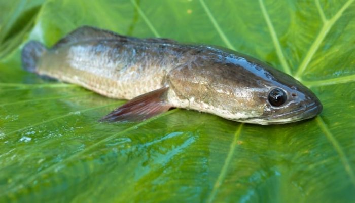 Phân loại các dòng cá lóc bông