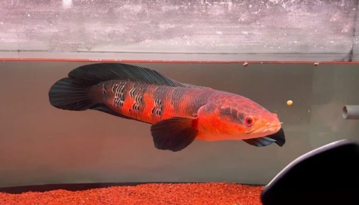 Thông tin cơ bản về cá lóc vảy rồng đỏ