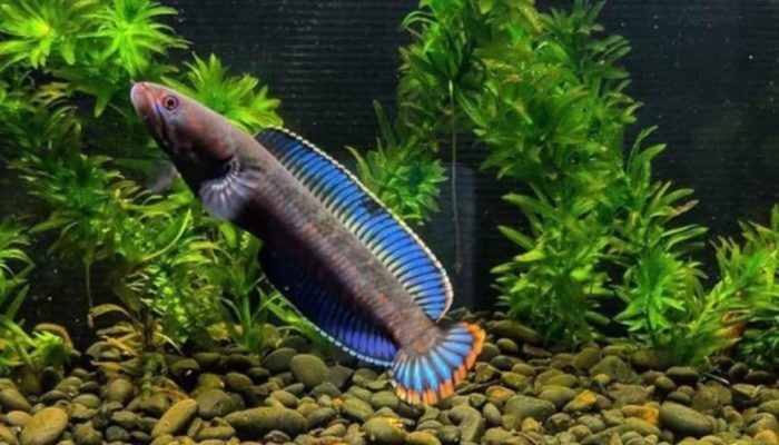Vẻ đẹp của cá lóc bông kiểng nổi bật